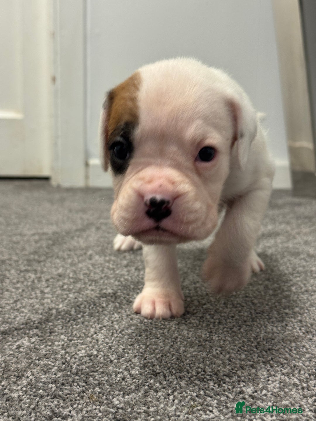 Boxer dogs for sale: KC Registered Boxer Puppies - Image 12