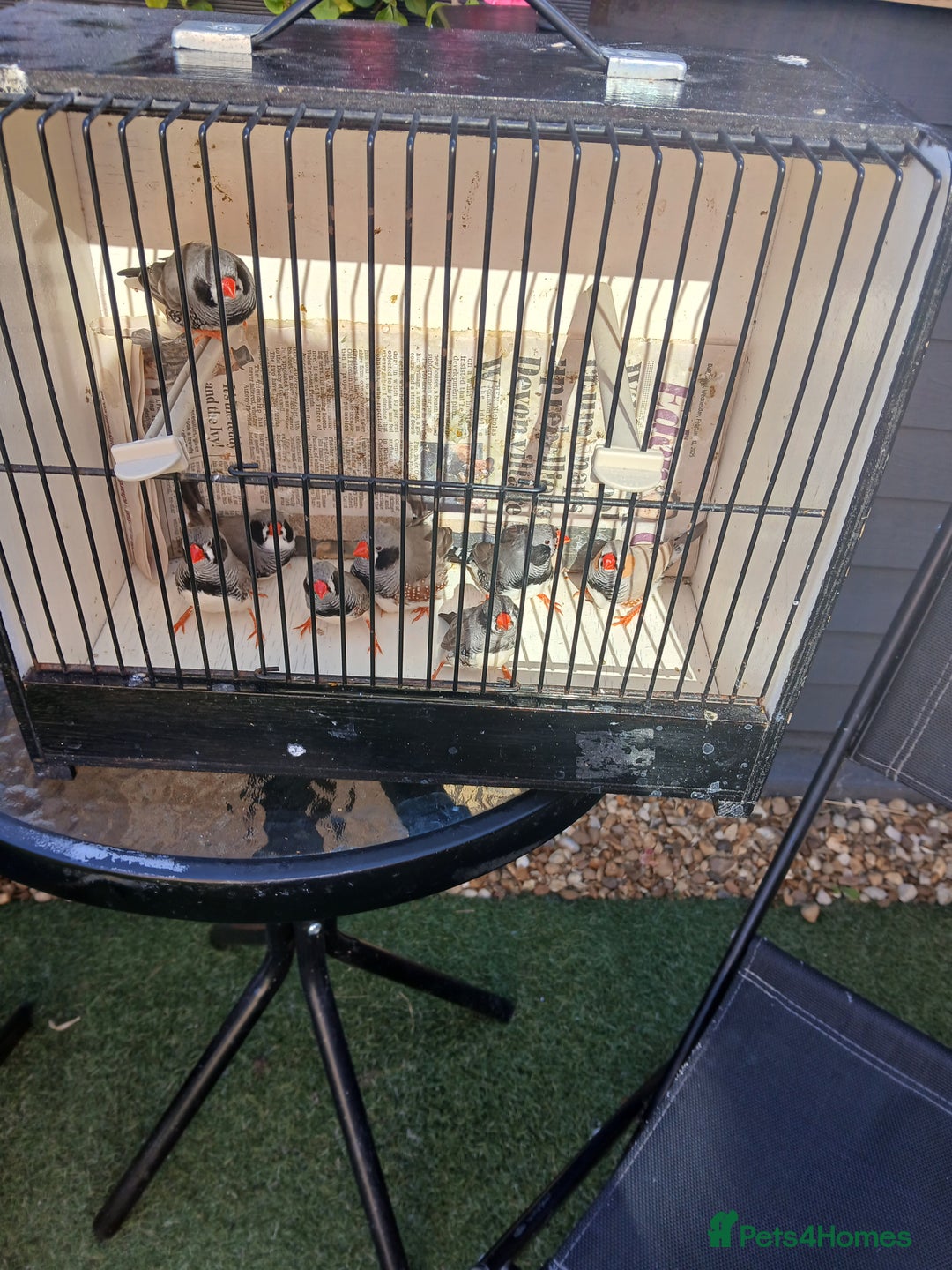 Finches birds for sale: Various finches - Image 4