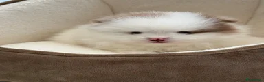 Pomeranian Puppy 2