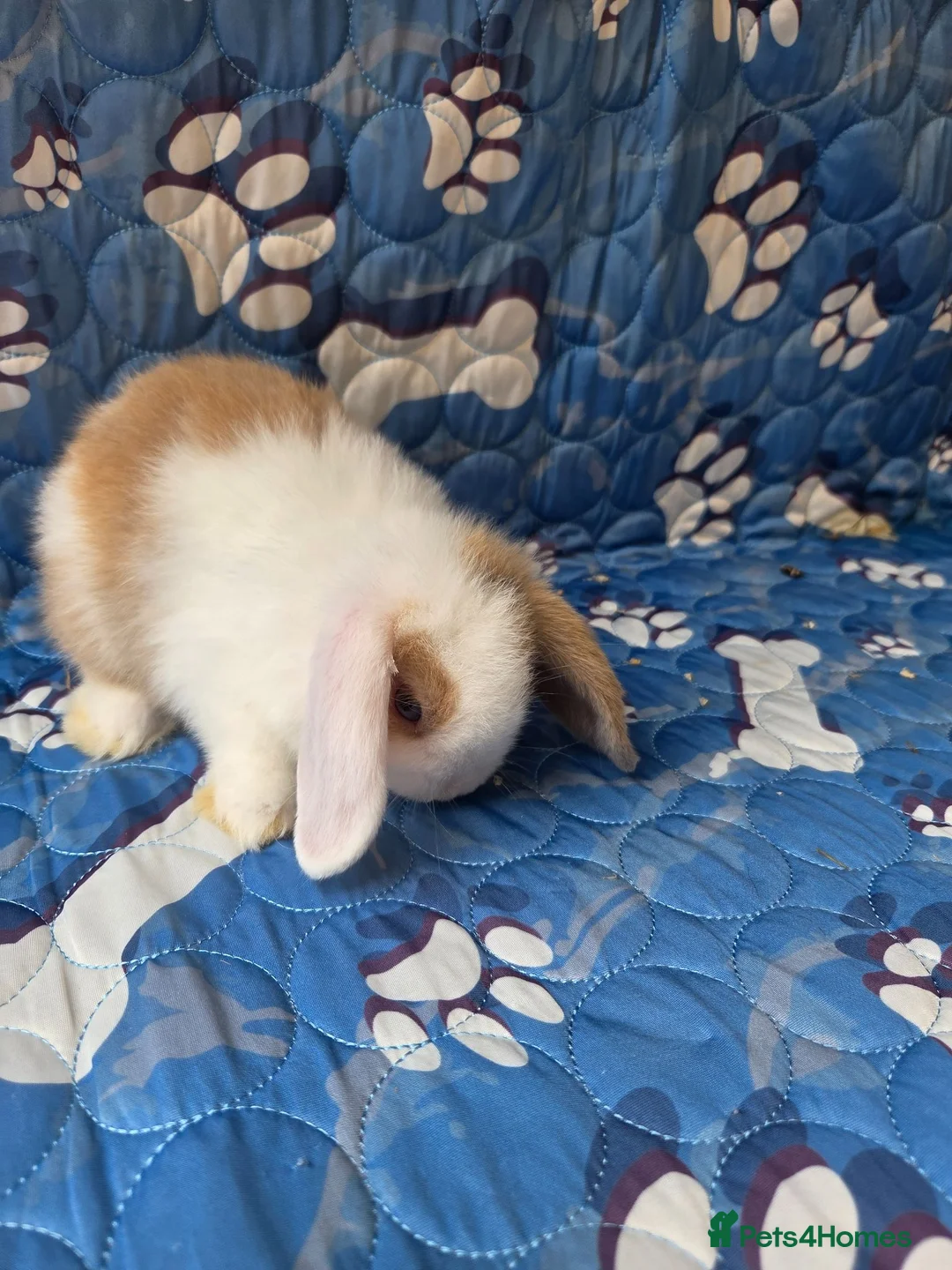Mini Lop rabbits for sale: Stunning baby mini lops  - Advert 27