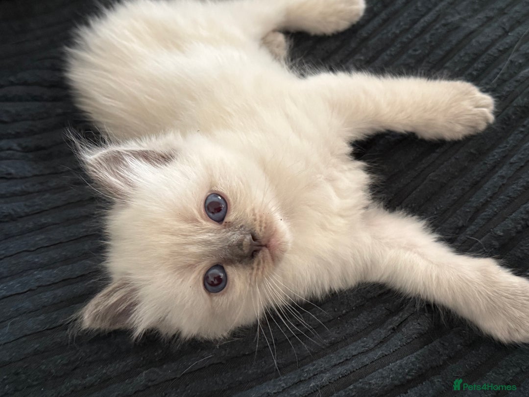 Ragdoll cats for sale: Purebred ragdoll kittens for sale  - Image 4