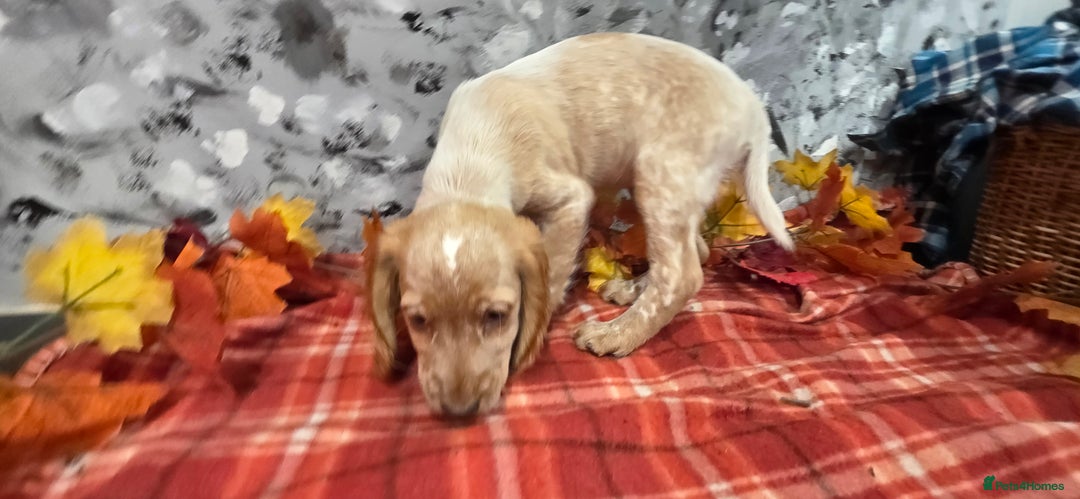 Cocker Spaniel dogs for sale: Working Cocker Spaniel  - Image 10