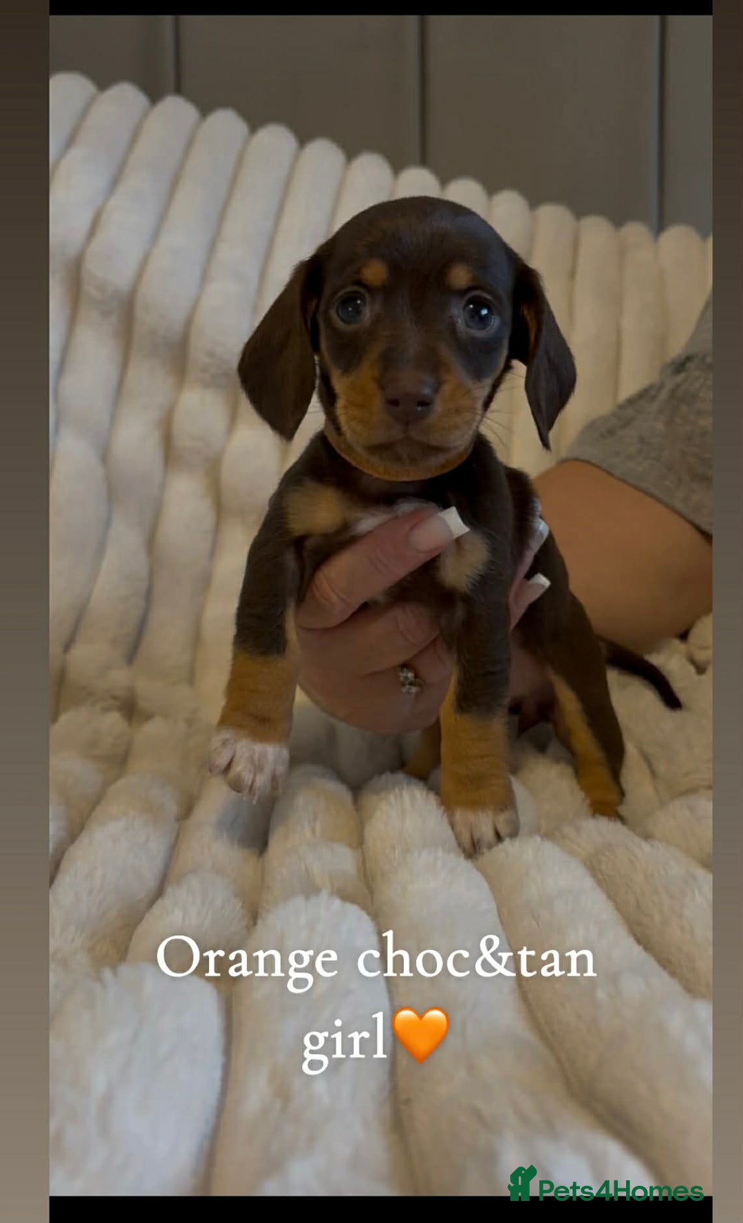Miniature Dachshund dogs for sale: Mini daschund puppies - Advert 3