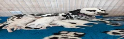 Dalmatian dogs for sale: 🏆 TWO BEAUTIFUL DALMATIAN FEMALES 🏆 - Advert 2