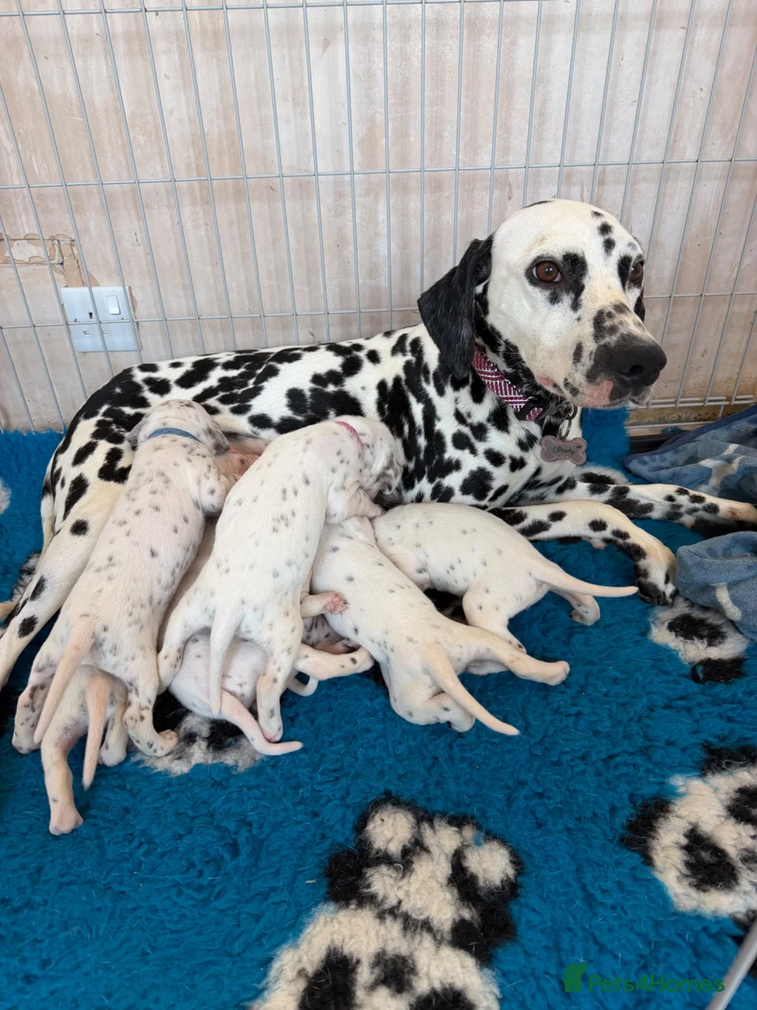 Dalmatian dogs for sale: 🏆 TWO BEAUTIFUL DALMATIAN FEMALES 🏆 - Advert 2