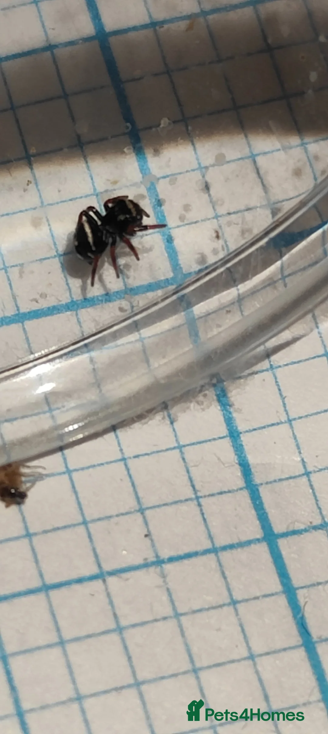 Spiders invertebrates for sale: Jumping spiders/P.regius -Apalachicolla / - Advert 1