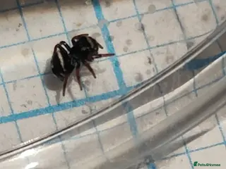 Spiders invertebrates Jumping spiders/P.regius -Apalachicolla / - Advert 15