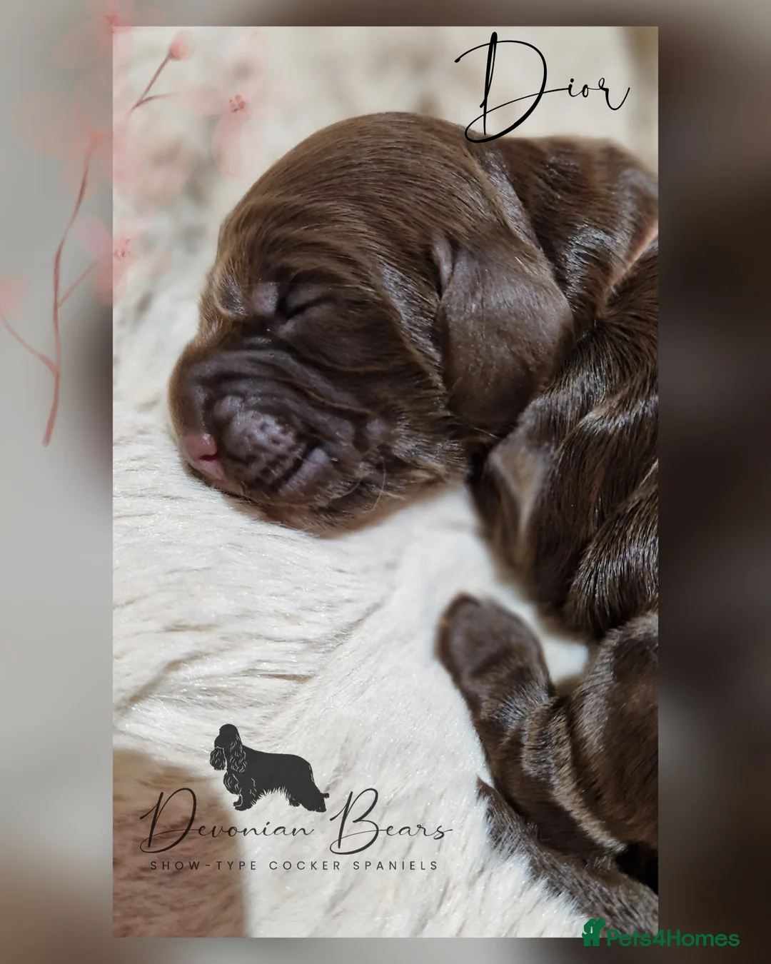 Cocker Spaniel dogs for sale: FULLY Health tested English Cocker Spaniel puppies - Advert 16