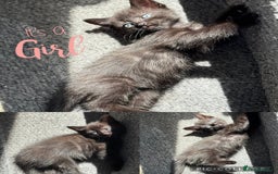 Mixed Breed cats for sale: 3 lovely kittens  - Image 10