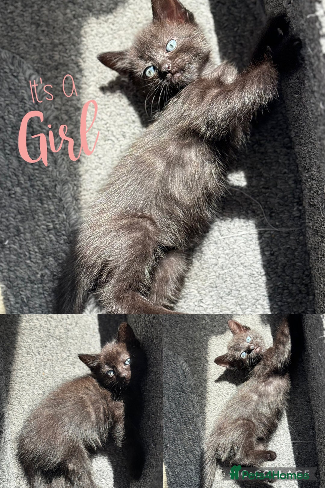 Mixed Breed cats for sale: 3 lovely kittens  - Image 10
