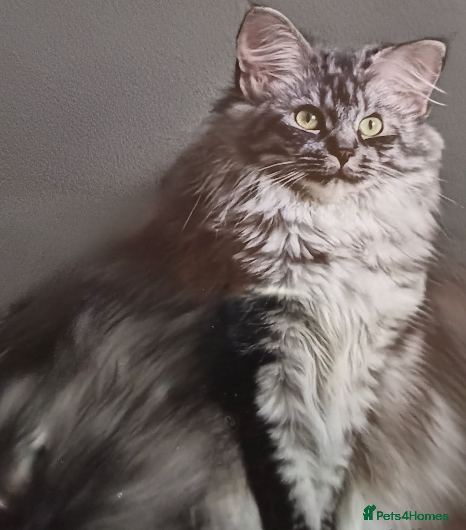 Maine Coon cats Silver/Grey named Luna  - Advert 3