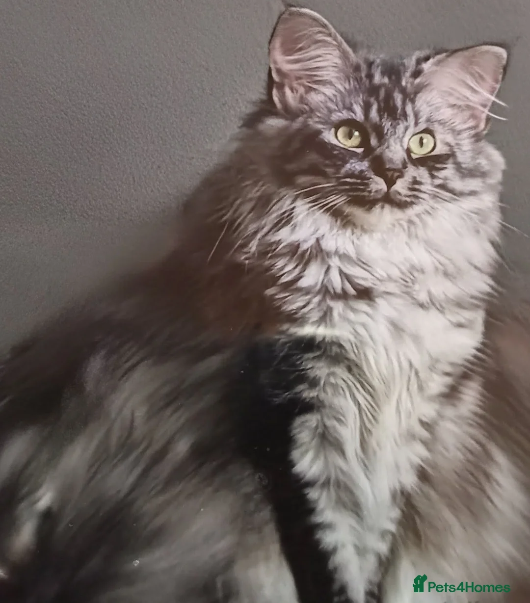 Maine Coon cats for sale: Female silver/Grey Maine Coone  - Advert 1