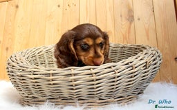 Miniature Dachshund dogs for sale: KC Health tested Licensed breeder 12 years exp - Image 21
