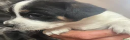 Mixed Breed dogs for sale: stunning tiny Chihuahua X terrier puppies - Advert 9