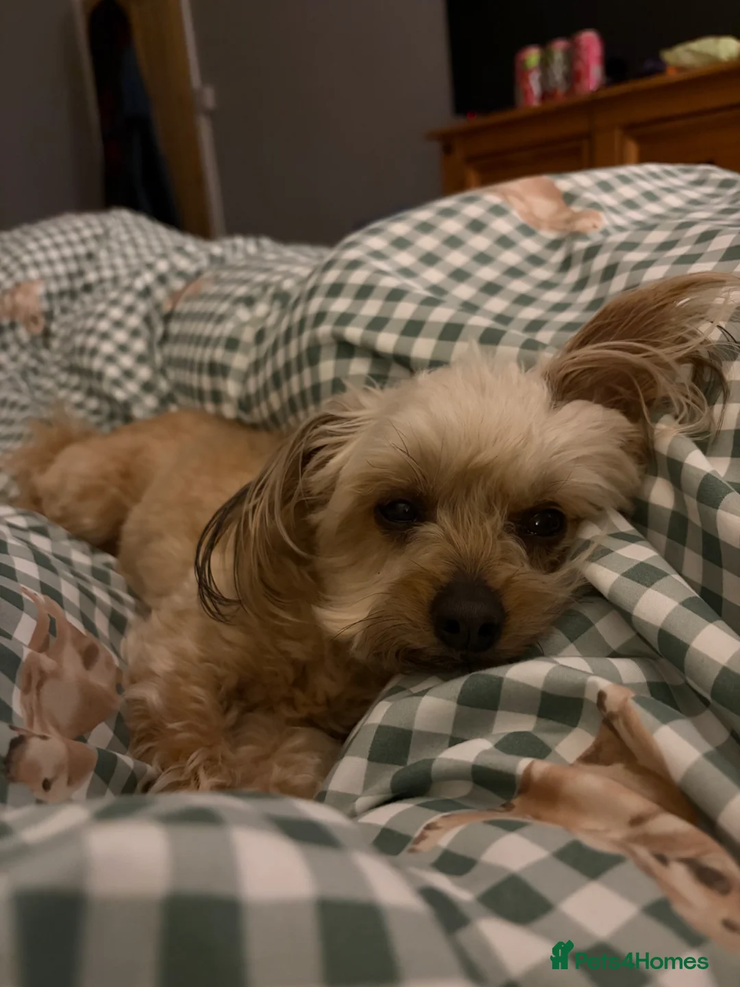 Chorkie dogs for sale: Millie - Advert 6