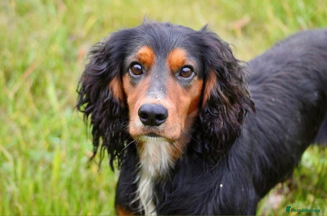 Cocker Spaniel dogs for sale: Stunning KC Working Cocker Spaniel Puppies - Image 6