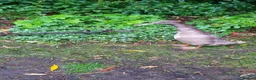 Ducks poultry for sale: Runner Ducks  - Advert 10
