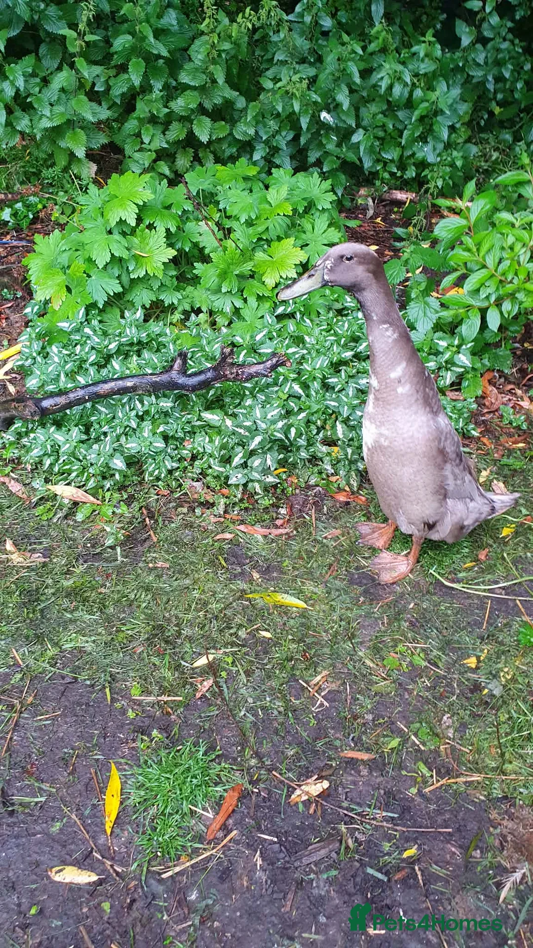 Ducks poultry for sale: Runner Ducks (male) - Advert 1