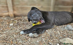 Lurcher dogs for sale: Deerhound Greyhound x deerhound Greyhound f1 - Image 33
