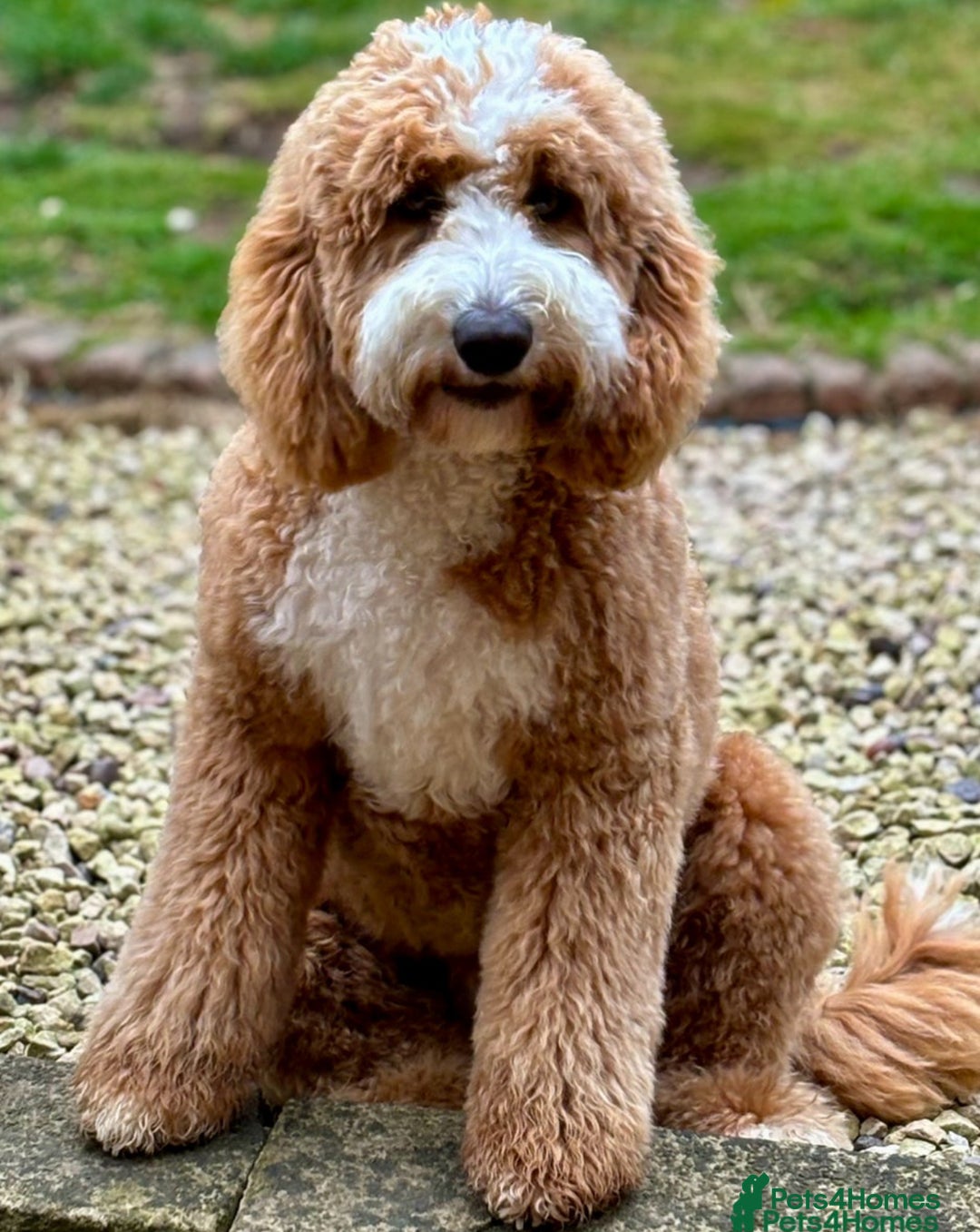 Irish Doodle dogs for sale: Mini Irish Doodle x Australian Labradoodle  - Advert 6