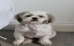 Shih Tzu dogs for sale: Shih tzu puppies - Image 3