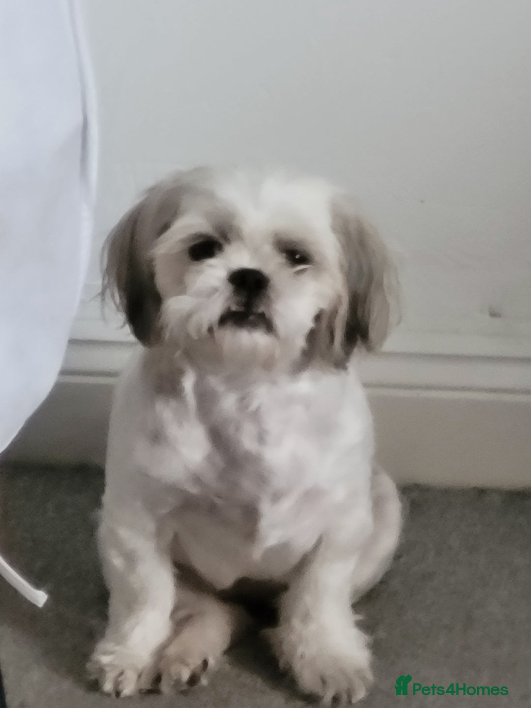 Shih Tzu dogs for sale: Shih tzu puppies - Image 3