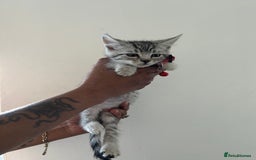 Bengal cats for sale: Bengal x Maine coon  - Image 3