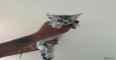 Bengal cats - Advert 16
