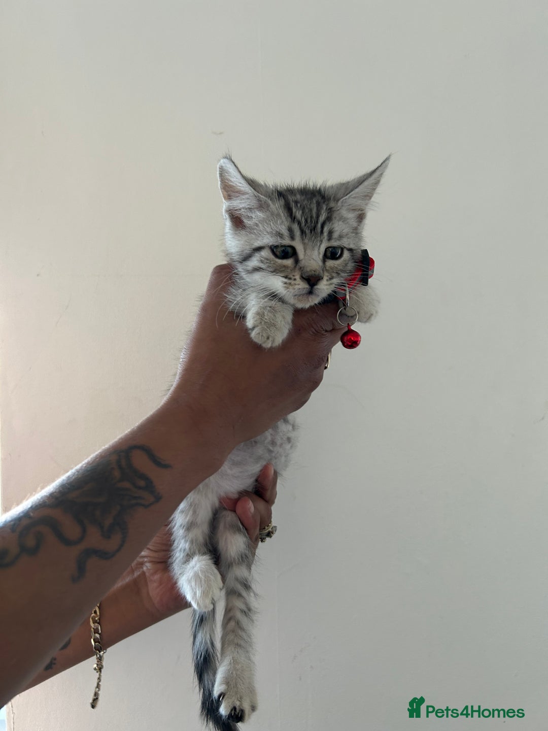 Bengal cats for sale: Bengal x Maine coon  - Image 3