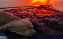 American Bully dogs for sale: American Pocket Bullys - Image 2