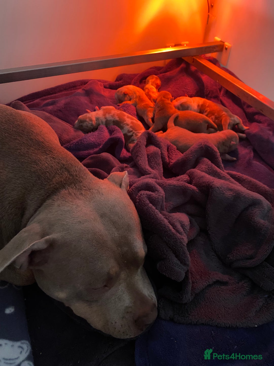 American Bully dogs for sale: American Pocket Bullys - Image 2