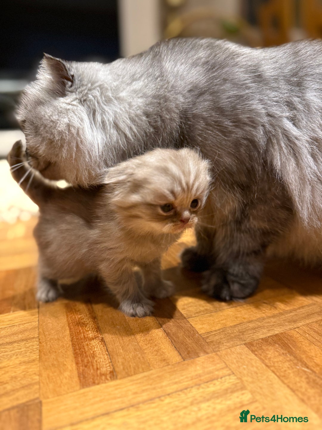 British Shorthair cats for sale: BSH x Fold stunning show kittens  - Advert 16