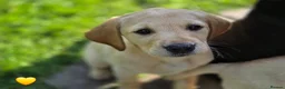 Labrador Retriever dogs for sale: Labrador retrievers  in Chesterfield - Advert 3