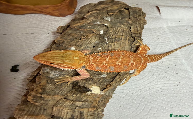 Bearded Dragon reptiles - Advert 8