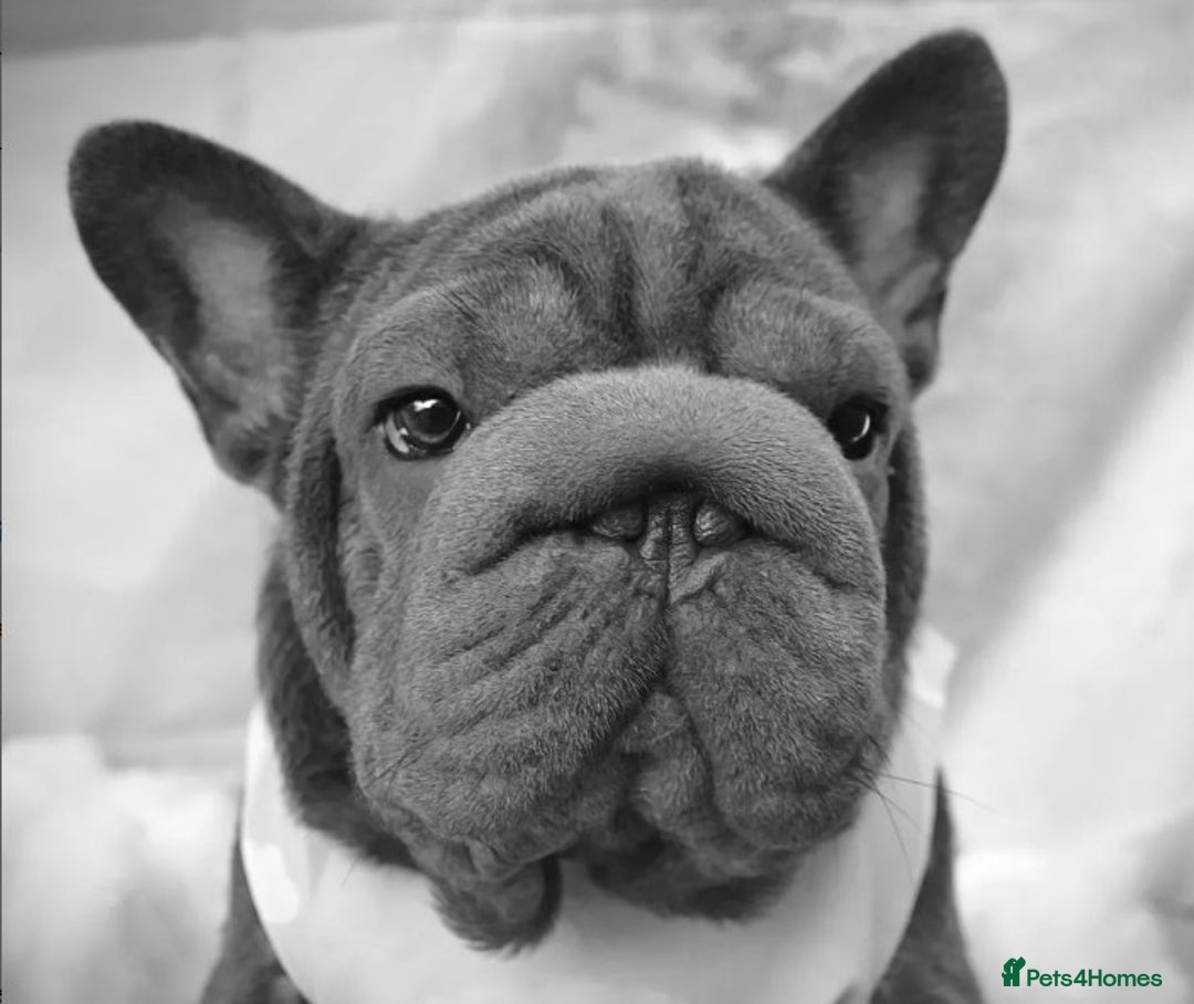 French Bulldog dogs for stud:  Elite Micro  Blue Frenchie Stud - Advert 15