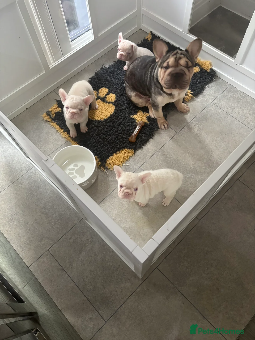 French Bulldog dogs for sale: Visual pink- Frenchie boy pup  - Advert 3