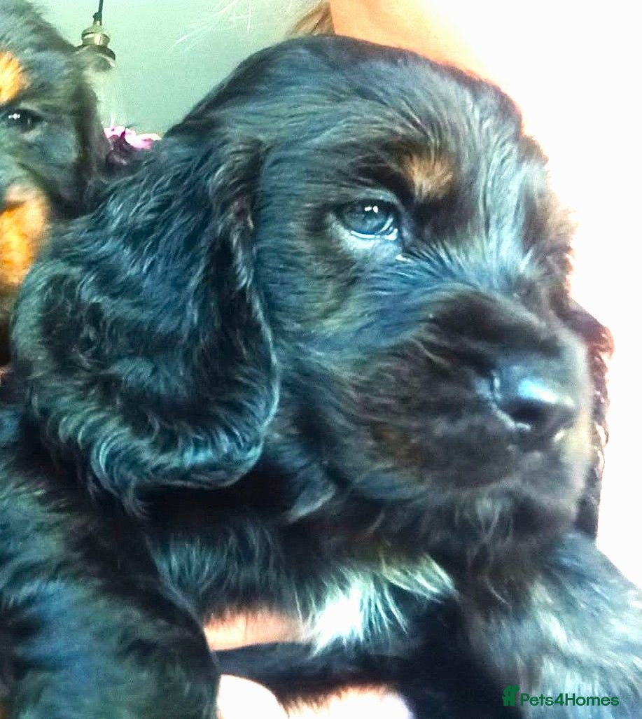 Cocker Spaniel dogs 6 Stunning Working Cocker Spaniels. 1 BOY LEFT - Advert 2