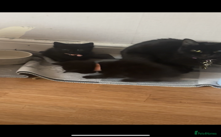 British Longhair cats British longhair cross ragdoll kittens for sale! - Advert 8