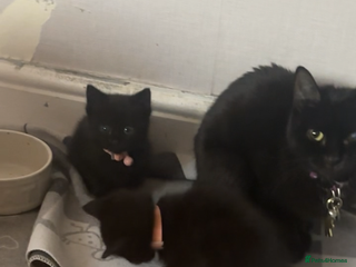 British Longhair cats British longhair cross ragdoll kittens for sale! - Advert 5