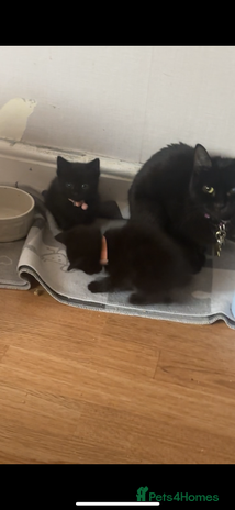 British Longhair cats British longhair cross ragdoll kittens for sale! - Advert 8