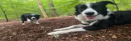 Border Collie dogs for stud: Male Border Collie mix for stud  - Advert 3