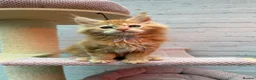 Maine Coon cats for sale: TICa reg 9 XXL Massive Red Kittens - Advert 4