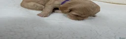 Cockapoo dogs for sale: GORGEOUS F1 COCKAPOOS  - Advert 8