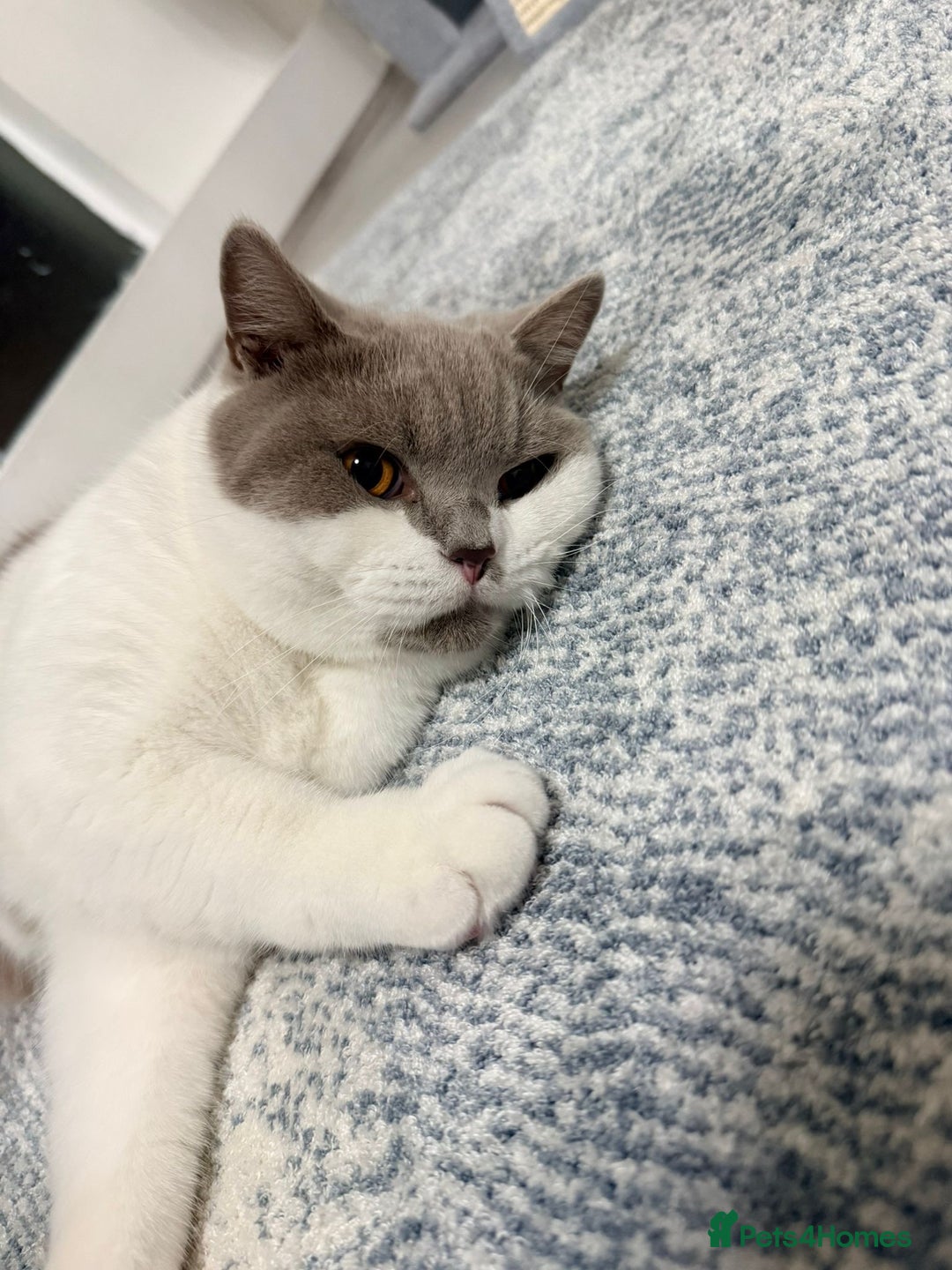 British Shorthair cats for sale: British shorthair 2 kittens - Advert 5