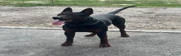 Chinese Red Dog dogs for sale: 2 CHINESE RED DOG GIRLS LEFT 🇨🇳 🐶 ( AVAILABLE ) - Advert 27