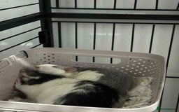 Rat rodents for sale: 3 male rats for rehoming  - Image 4