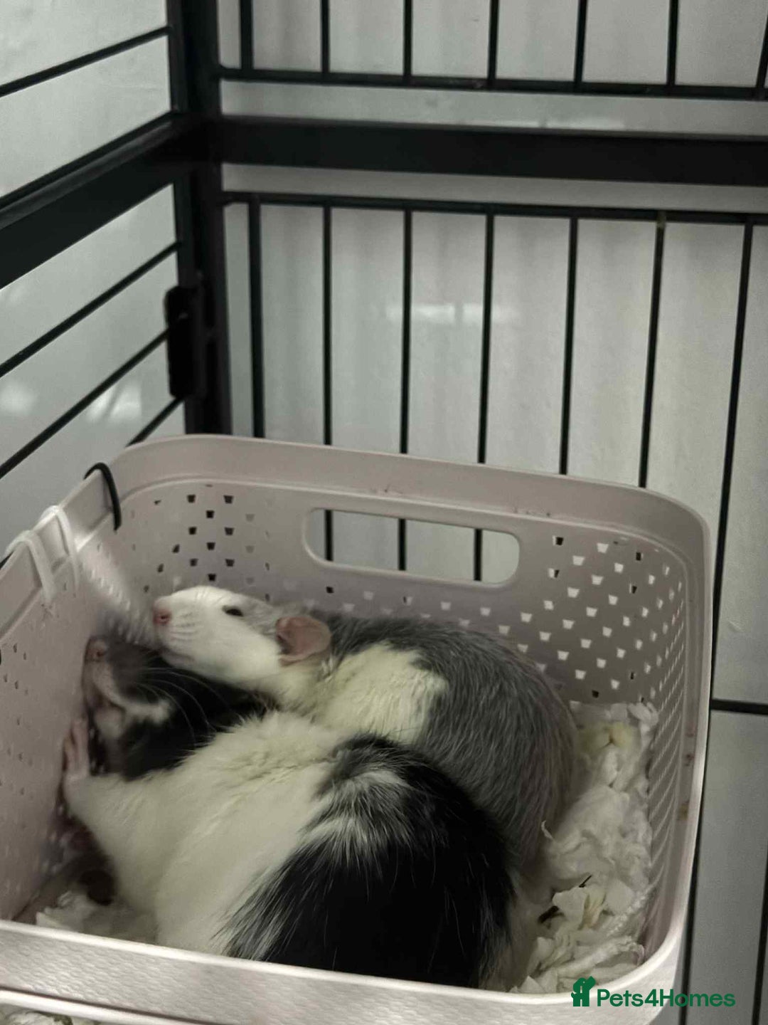 Rat rodents for sale: 3 male rats for rehoming  - Image 4