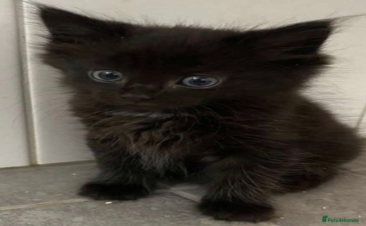 Mixed Breed cats - Advert 9