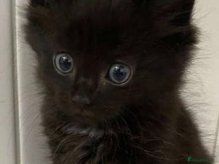 Mixed Breed cats - Advert 15