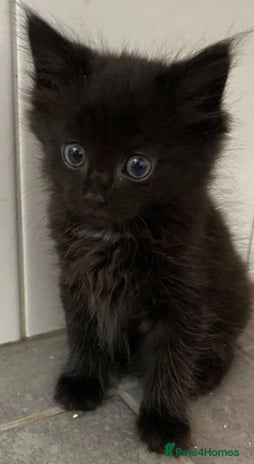 Mixed Breed cats - Advert 9